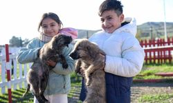 Dikili'ye yeni sokak hayvanları kampüsü kuruluyor