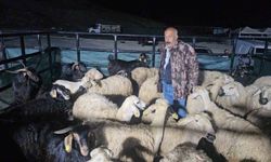 Elazığ'da kurban pazarı gece de hareketli: Besiciler uykusuz kalıyor