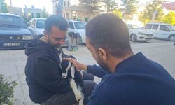 Elazığ'da 'Zeytin' isimli oğlak, mahallelinin gözdesi oldu