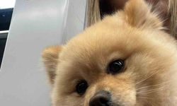 Gaziosmanpaşa'da petshopta yıkanan köpeğin ölümüne ihmal iddiası