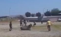 Gönen'de hayvan pazarında kaçan inek paniğe neden oldu