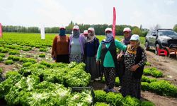 Iğdır'da marul hasadı dönemi başladı