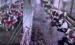 İneklerin hissettiği deprem insanlar için hissedilmezdi