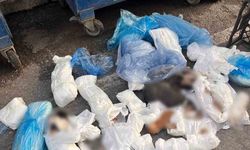 İzmir'de ölü kedilerle ilgili veteriner tutuklanma talebiyle mahkemeye sevk edildi