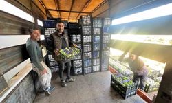 İznik'te ilk kabak hasadı başladı