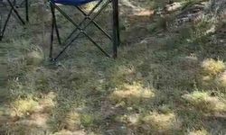 İznik'te sarı yılan korkusu