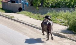 Kaçan kurbanlık ev sahibini bodrumda mahsur bıraktı