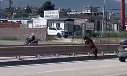 Kaçan kurbanlık keçi, sahibini geride bıraktı
