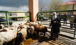 Kadın çiftçilere 3 bin küçükbaş hayvan yardımı