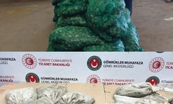Kapıkule Sınır Kapısı'nda 760 kilo kaçak midye yakalandı