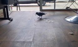Karga yeni kuaför çırağı