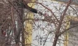 Kars'ta ağaçta mahsur kalan güvercin itfaiye tarafından kurtarıldı