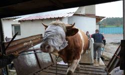 Kastamonu'dan İstanbul'a kurbanlık hayvan sevkiyatı başladı