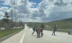Kurban Bayramı öncesi Erzurum'da kurbanlıklar trafiği felç etti