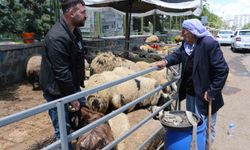 Kurban pazarında bekleyiş sürüyor: Alıcılar son dakikaları tercih ediyor