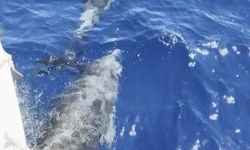 Marmaris'te deniz sezonu yunuslarla başladı