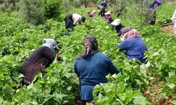 Mersin'de turfanda sarıkız fasulyesi hasadı başladı: Kilosu 100 TL'den satılıyor
