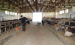 Muş'tan batı illerine 50 bin kurbanlık hayvan gönderilecek