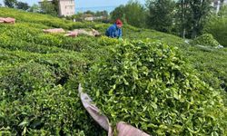 Rize'de çay üreticileri, güneşli havayı değerlendirerek hasat için bahçelere girdi