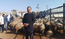 Şanlıurfa'da besiciler ve komisyoncular arasında rekabet başladı