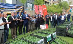 Şırnak'ta 361 bin sebze fidesi üreticilere ulaştırıldı