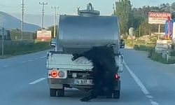 Süt aracında kurbanlığı sarkıtan sürücüye 31 bin lira ceza