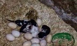 Tavuk ve kedi arasındaki annelik çatışması kamerada