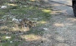 Uludağ dönüşünde ilginç karşılaşma: Aç tilkiye peynirli kraker verildi