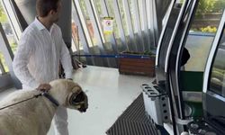 Uludağ'da koçla teleferik turu yapan vatandaş dikkat çekti