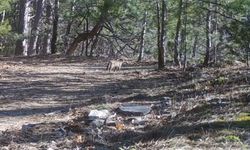 Uludağ'da yaban kedisi görüntülendi