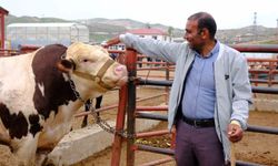 Van'da Kurban Bayramı için canlı hayvan pazarında hareketlilik arttı