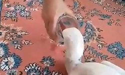 Yaralı leylek bulundu