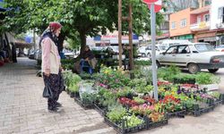 Yayla mevsimi öncesi ata tohumu fidelerine büyük ilgi