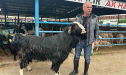 Yıldırım'daki kurban pazarında şampiyon keçi 47 bin liraya alıcı buldu