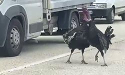 Yolda kapışan hindiler trafiği felç etti