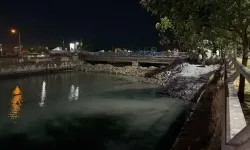 Bakırköy sahilinde korkutan görüntü: Binlerce balık neden öldü?