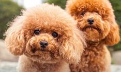 Kedi ve köpeğiyle kafeye gidenler dikkat: Evcil hayvan yasağının kapsamı genişleyebilir