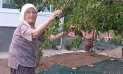 85 Yaşındaki Çift, Geleneksel Yöntemle Dut Pekmezi Üretiyor