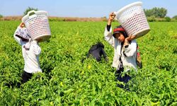 Adana'da tarım işçileri sıcağın altında ekmek parası kazanıyor
