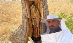 Ağaç Kovuklarından Kilolarca Bal Topladılar