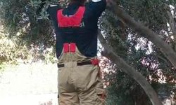 Ağacın Dalında Mahsur Kalan Kediye İtfaiye Yardım Etti
