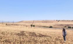 Ağın'da tüylü nohut hasadı sürüyor