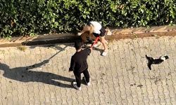 Ağızlıksız Pitbull'un saldırısı: Kediyi parçalayarak telef etti