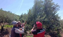 Akhisar'da Zeytin Üreticilerine Hastalık ve Zararlı Bilgilendirmesi