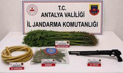 Alanya'da Uyuşturucu Operasyonu: 120 Kök Kenevir Ele Geçirildi