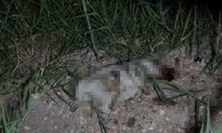 Alman turistin yavru köpeği taşla ezmesi Antalya'da infiale yol açtı