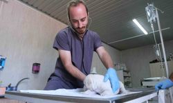 Altıeylül'de minik dostlar için sahiplenme etkinliği