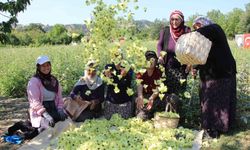 Amasya'nın çiçek bamyası altın değerinde: Hızır'ın hediyesi gibi bitmiyor