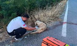 Ambulans ekipleri yolda yaralı köpeğe müdahale etti