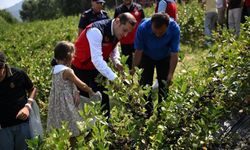 Andırın'da Aronya Meyvesi Hasadı Gerçekleşti